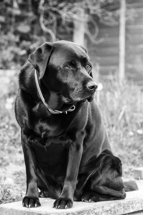 My Labrador Retriever Bessie