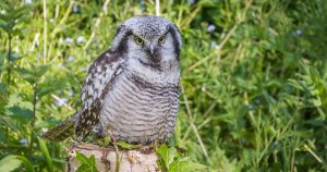 Female Northern Hawk Owl