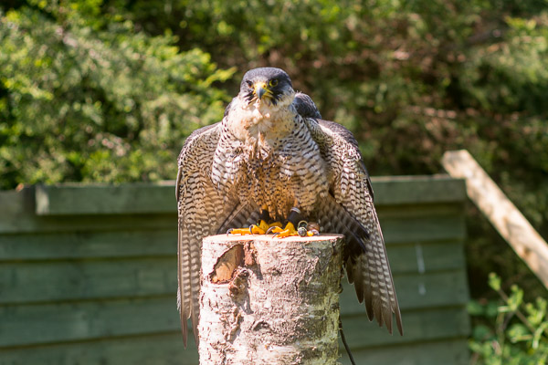 Birds of prey photography