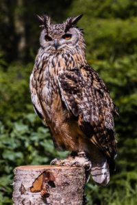 Male Bengal Eagle Owl