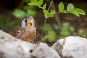 Male British Common Kestrel