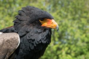 Female Bateleur Eagle