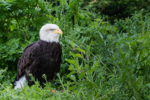 Male Bald Eagle