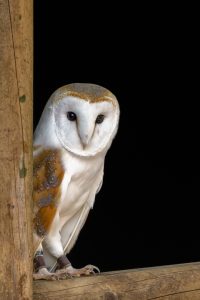 Male Barn Owl