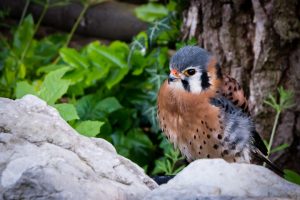 Male American Kestrel