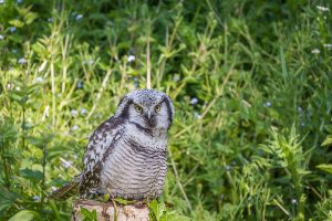 Northern Hawk Owl