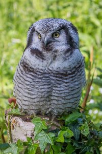 Northern Hawk Owl