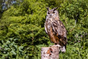 Bazil Male Bengal Eagle Owl