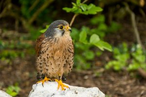 Male British Common Kestrel