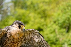 Peregrine falcon