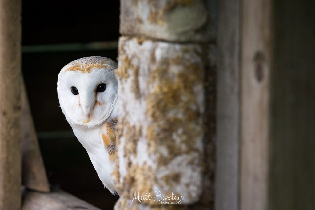 Beautiful Barn owl in a natural setting