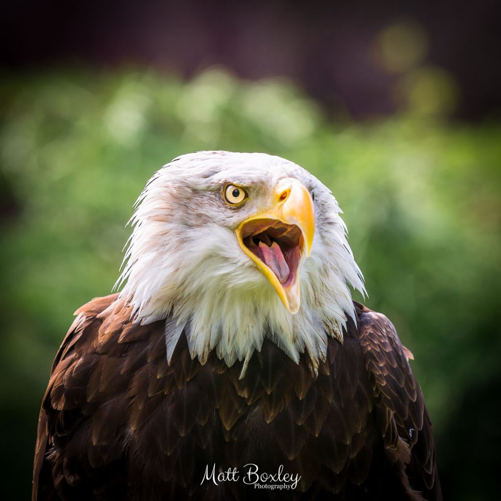 Portrait of a Bald Eagle