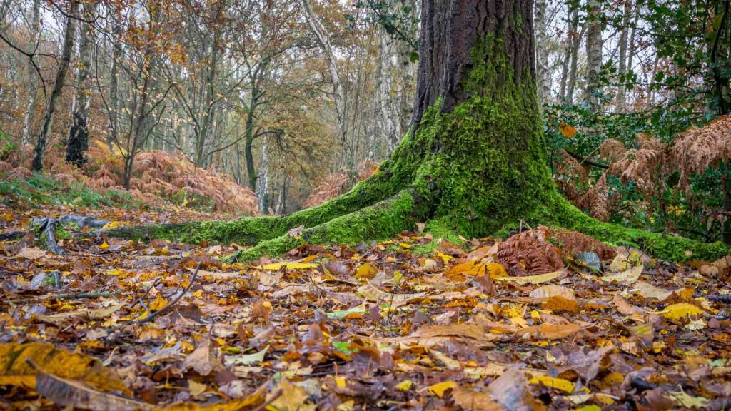 Link to woodland portfolio