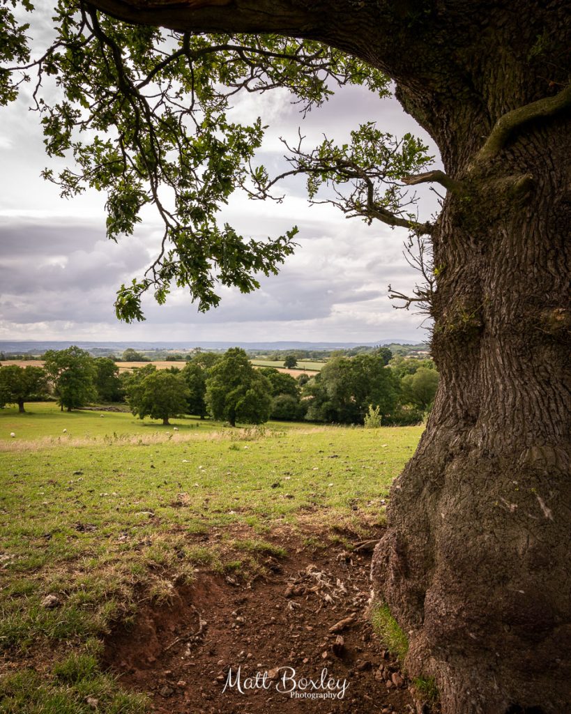 Enville Sheepwalks Near Kinver