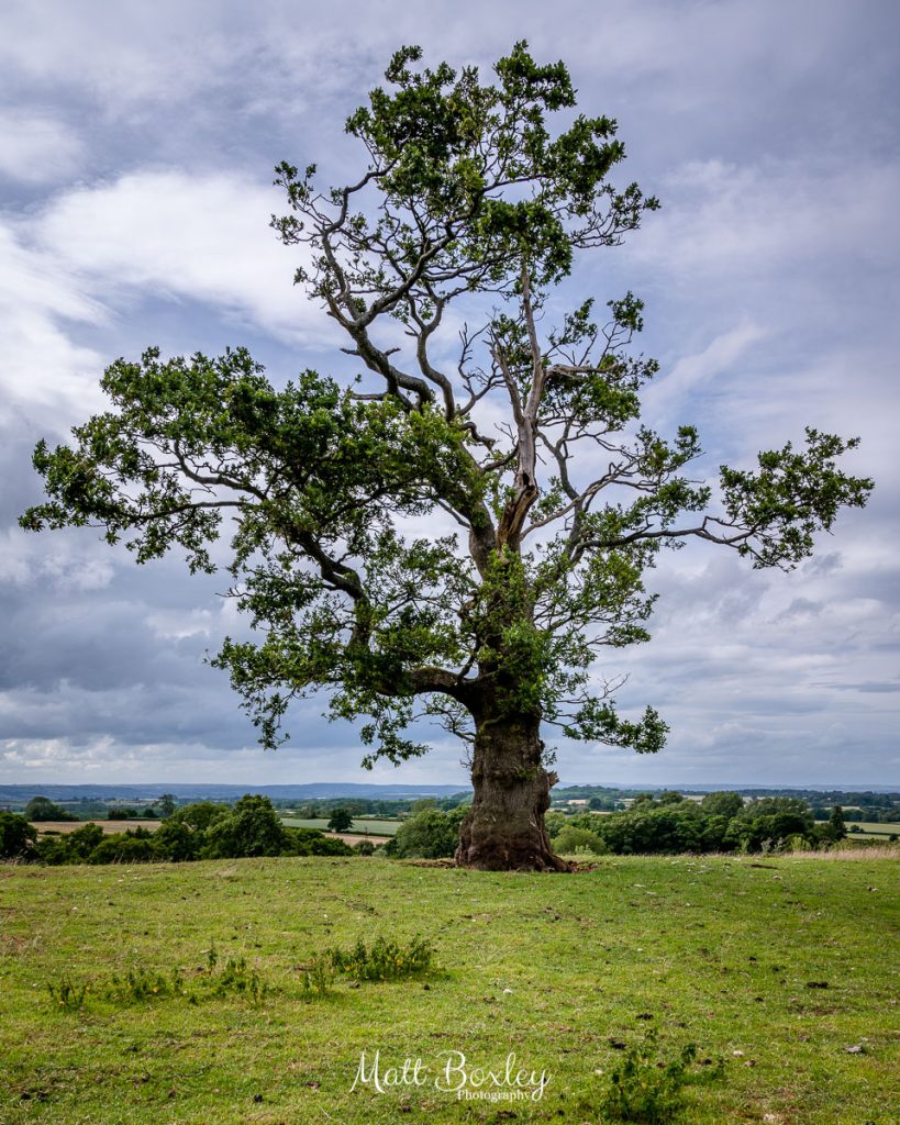 Oak Tree Standing Tall