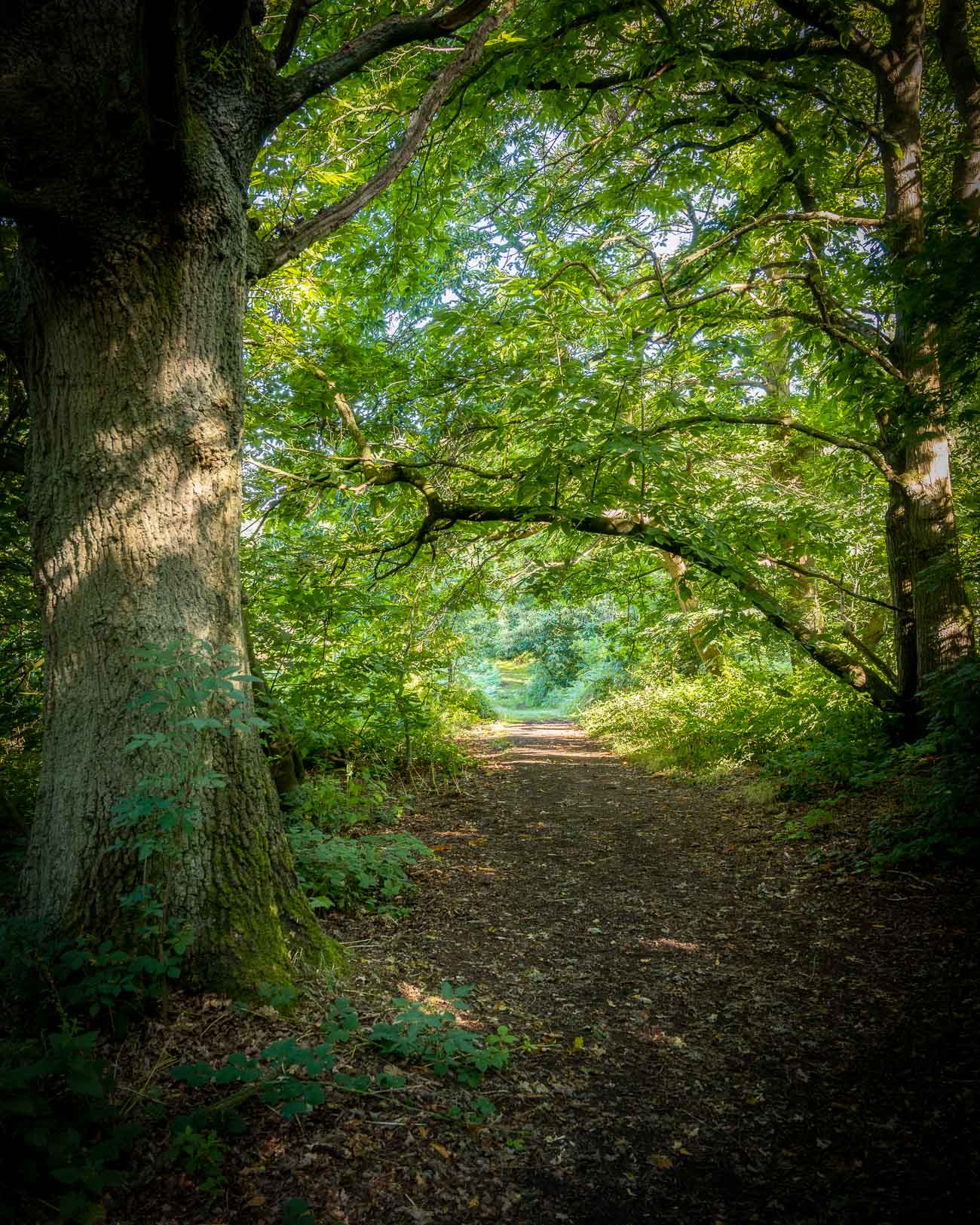 Woodland & Forest Photographs by Landscape Photographer Matt Boxley