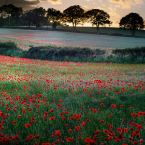 Poppy Field Sunset