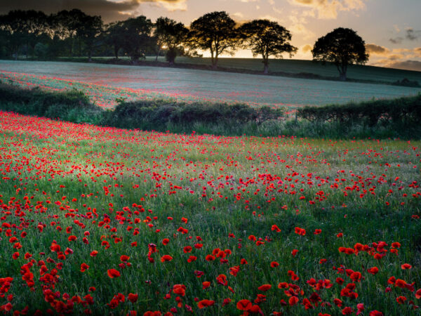 Poppy Field Sunset