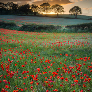 Purchase your poppy field sunset print