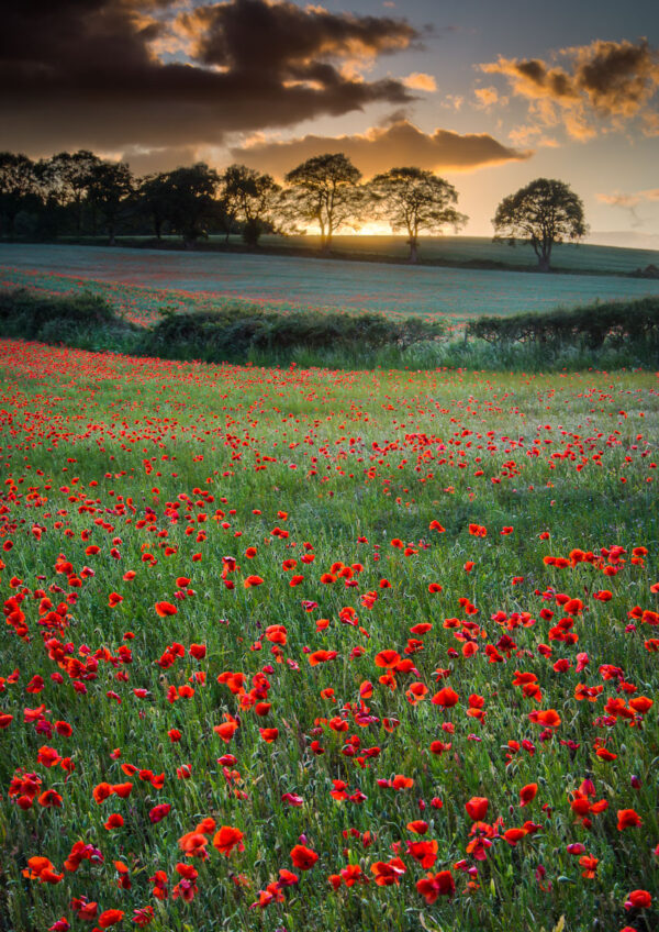 Purchase your poppy field sunset print