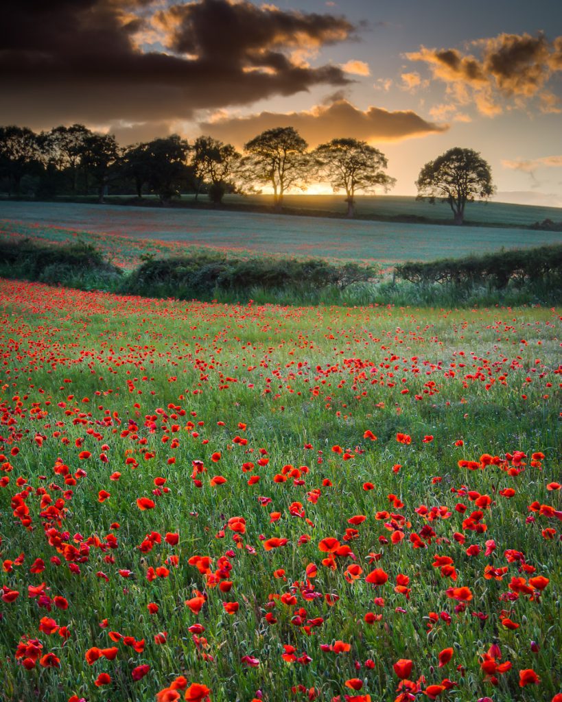 Poppy Field