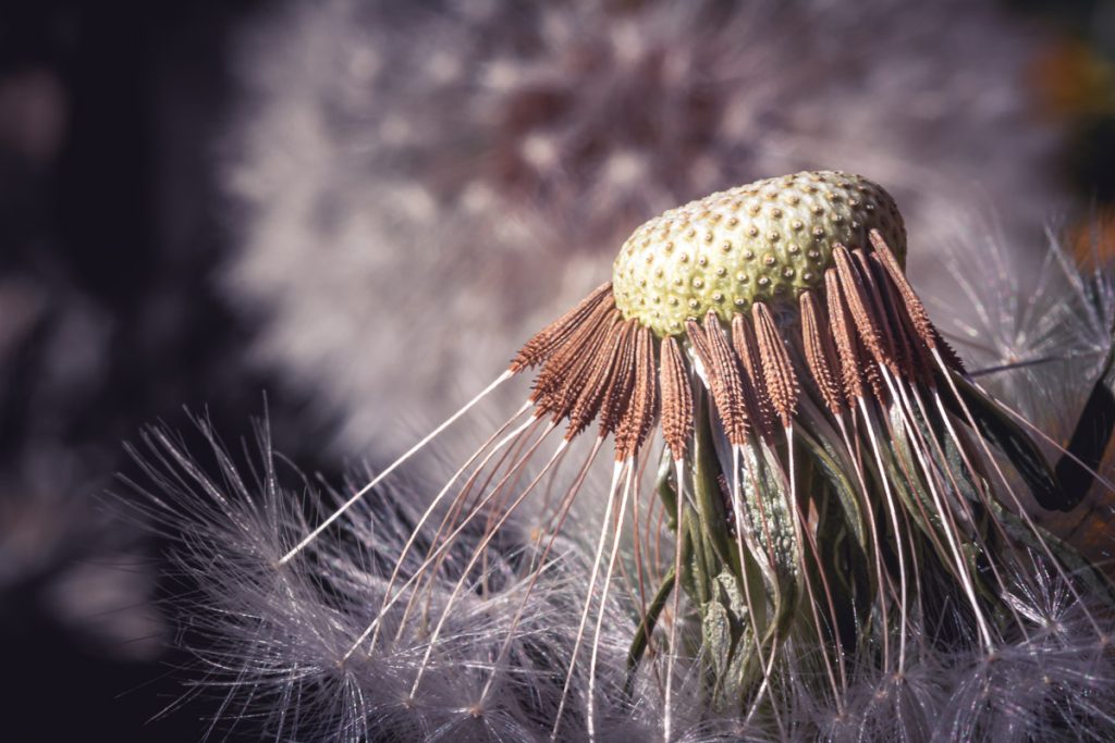 Dandelion Seed Head