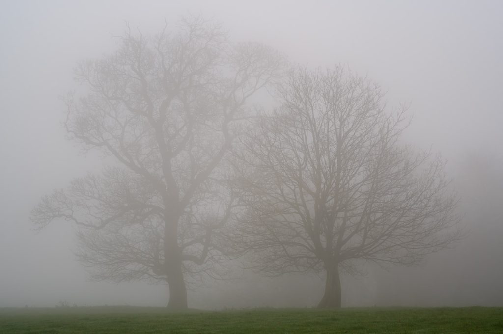 Fog on the Sheepwalks