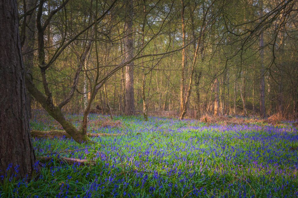 Carpet of Woodland Bluebells