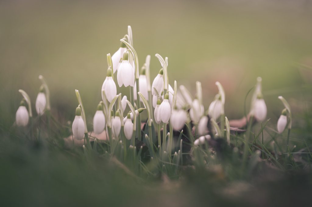 Snowdrops in Spring