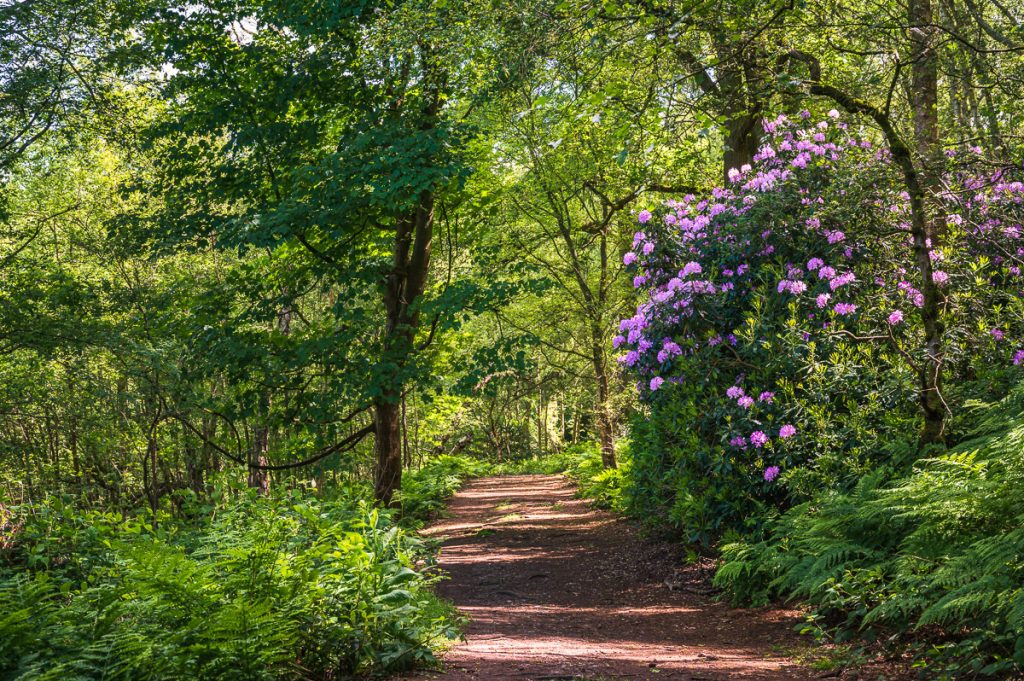 Rhododendrons on my woodland walk